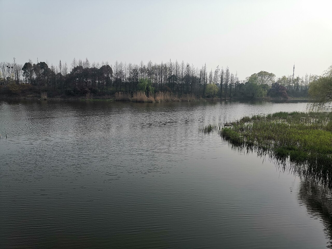贡湖湾湿地公园平静的水面与岸边树林
